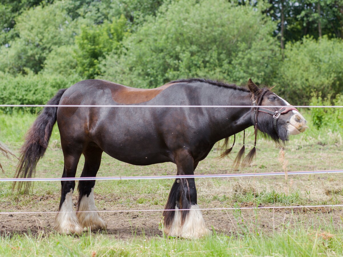 Maya Clars, Maya Clars, music video backstage