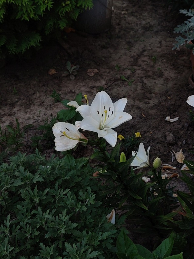 #music #audio #songs #song #lyrics #music video #music engineer #bandcamp #music studio 