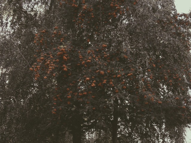 #nature #clouds #flowers