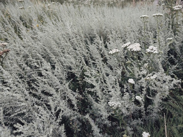 #nature #clouds #flowers
