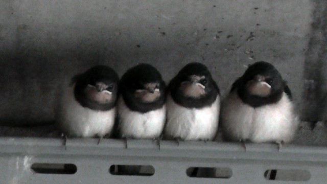 #cute 4 birds #they are siblings #I saw them when they were growing in the nest