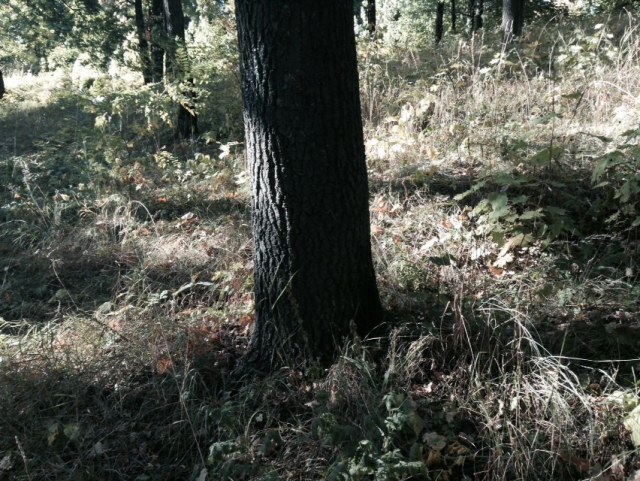 #nature #ipod touch #old iphone camera