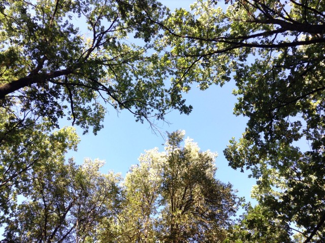 #nature #ipod touch #old iphone camera