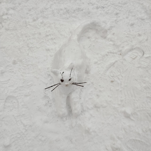 #catinthesnow 